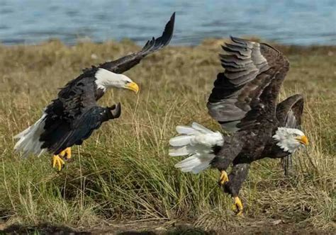 Do Eagles Eat Other Eagles? Exploring Eagle Cannibalism!