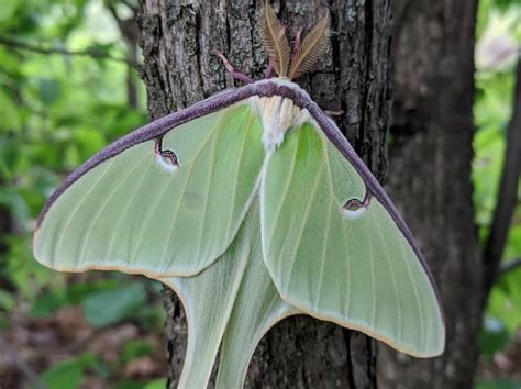 Goddess of the Moon: the life history of the Luna Moth | Finger Lakes ...