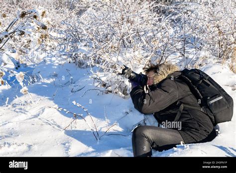 photographer shoots icy snowy low trees on a sunny winter day in deep ...