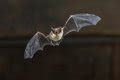 Image of flying bat | CreepyHalloweenImages