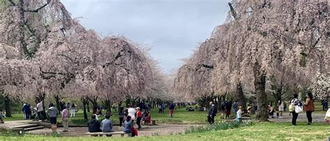 Cherry blossoms today in Fairmount Park : r/philadelphia