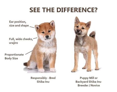 Shiba Inu Temperament | Shiba inu puppy, Shiba inu, Shiba inu funny