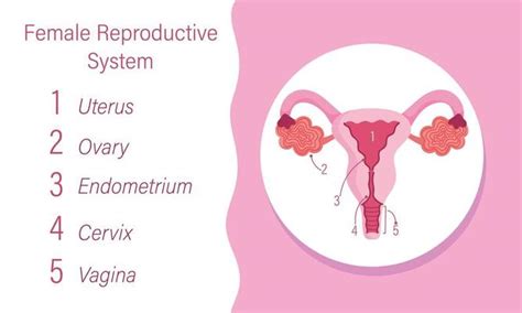 female human reproductive system gynecology anatomy health 2777580 ...