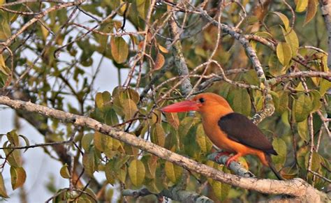 Sundarban Wildlife Photography Tour | Sundarban Birds Photography Tour