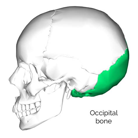 Bones of the Skull | Skull Osteology | Anatomy | Geeky Medics