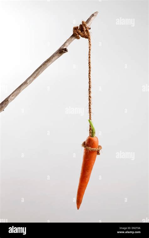 Dangling a carrot hi-res stock photography and images - Alamy