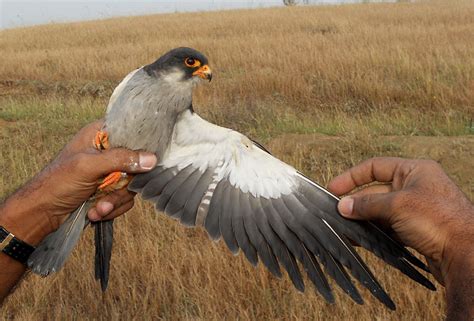 Indian Birds Photography: (delhibirdpix) Male amur falcon ringed and ...