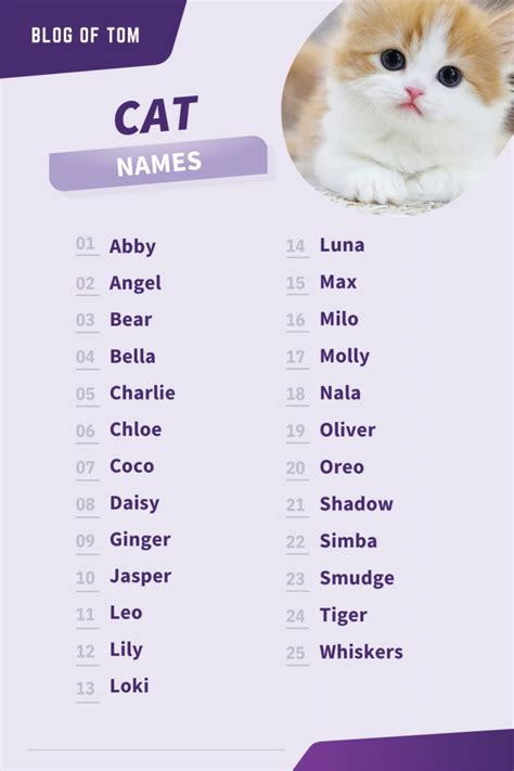 The Best Cool Cat Names at Hayley Castillo blog