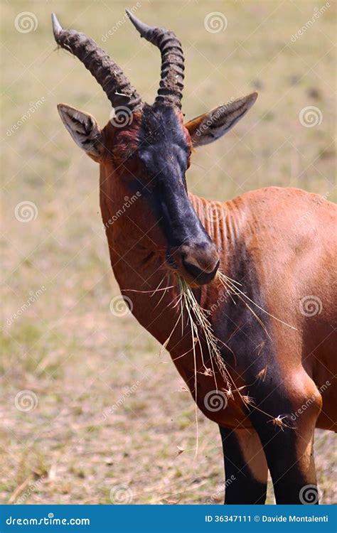 Hartebeest Antelope - Safari Kenya Stock Image - Image of buselaphus, masai: 36347111