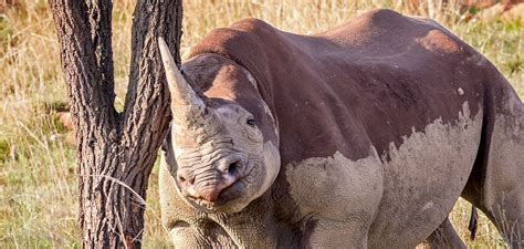 Black Rhinos and White Rhinos: Counts, COVID and Conservation