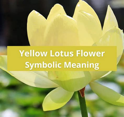 Yellow Lotus Flowers: Symbolic Meaning and Symbolism - Symbolic Meaning Of A Flower