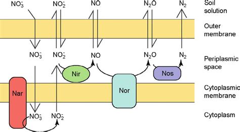 7 The organization of denitrification enzymes in gram-negative ...