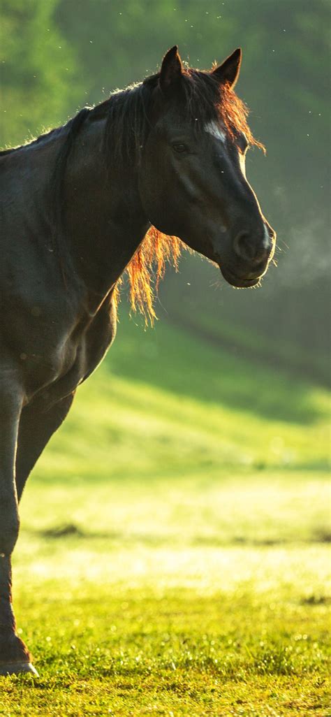 Horse iPhone Wallpapers - Top Free Horse iPhone Backgrounds ...