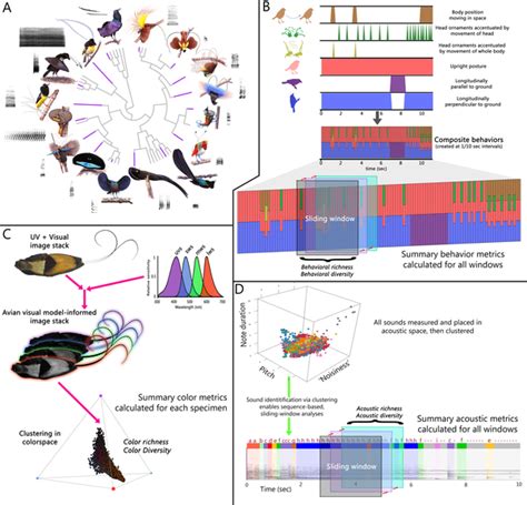 More on Bird of Paradise Evolution | Robert McGrath's Blog