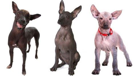 Xoloitzcuintle ••ᐅ Origen, Carácter y Morfología