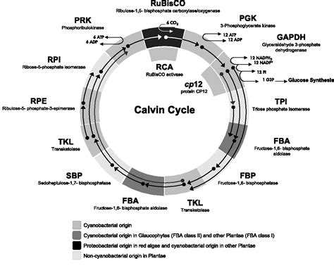 [PDF] Phylogeny of Calvin cycle enzymes supports Plantae monophyly ...