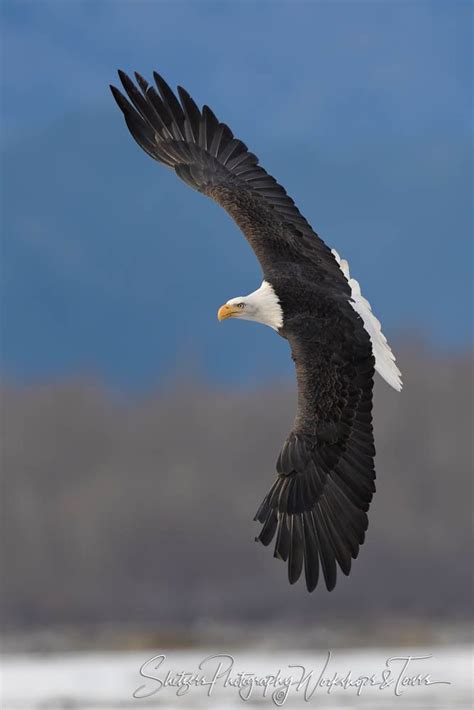 Bald Eagles Lifespan | Bald eagle, Eagle in flight, Eagle pictures