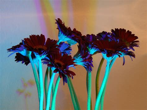 Alien Flowers | Geraniums @ ISO80 with fluorescent floor lam… | Flickr