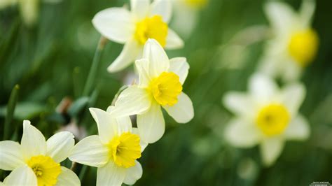 Yellow White Daffodils 5-3-2015 Wallpaper Background | Kicking Designs