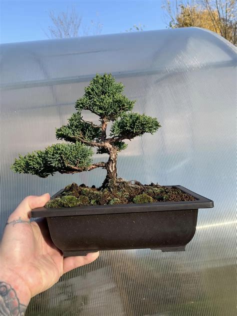 Dwarf Japanese maple detail : r/Bonsai