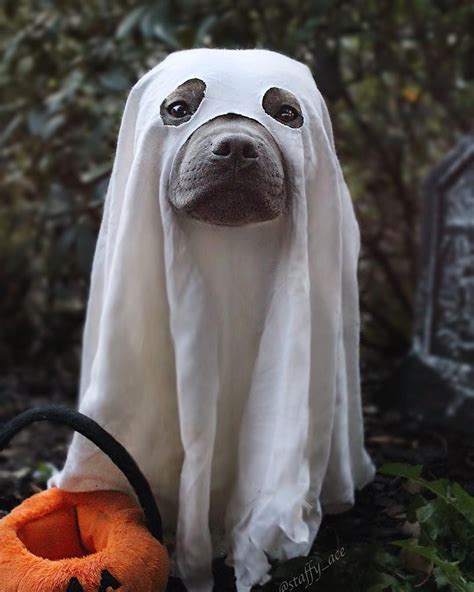 13 Spooky Fun Halloween Costume Ideas For Your Dog - thatdogmomma | Ghost dog, Cool halloween ...