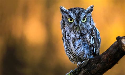 Are Owls Nocturnal Or Diurnal? Their Sleep Behavior Explained - A-Z Animals