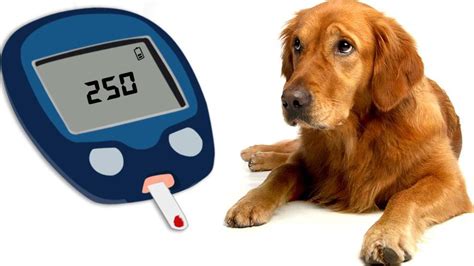 Diabetes In Dogs – How To Prevent And Treat Diabetes In Dogs? - Petmoo