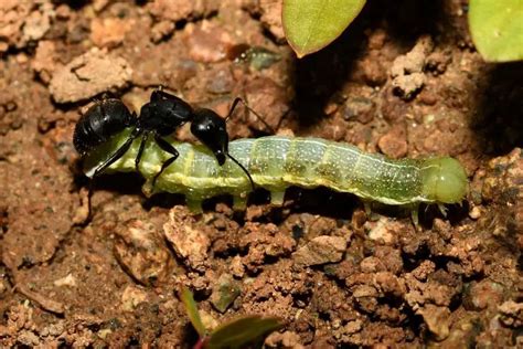 Why Do Ants Attack Caterpillars? (Explained)