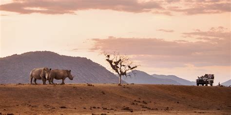 Epic South Africa Safaris: What to Know before You Go | Travelzoo