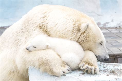 Polar Bear Cub Nestled With Mother Will Fill Your Heart With Warm, Fuzzy Feelings (PHOTOS ...