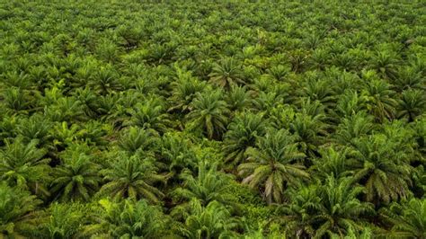 El Nino Datang Panen CPO Tumbang Tapi Bikin Harga Melayang