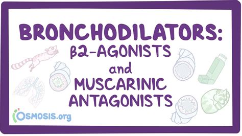 Bronchodilators: Beta 2-agonists and muscarinic antagonists: Video ...