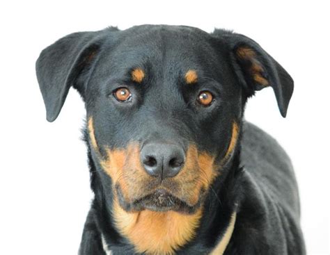 Rottweiler Doberman Mix Breed Guide | A Love Of Rottweilers