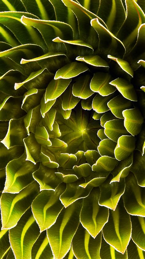 The rosette of a Lobelia Deckenii, mount Kilimanjaro, Tanzania | Windows 10 Spotlight Images