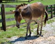 Zonkey Free Stock Photo - Public Domain Pictures