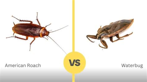 American Cockroach vs Waterbug With Image - Comaprison TABLE