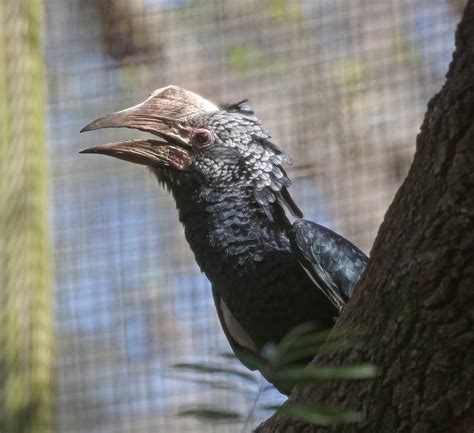 Pictures and information on Silvery-cheeked Hornbill