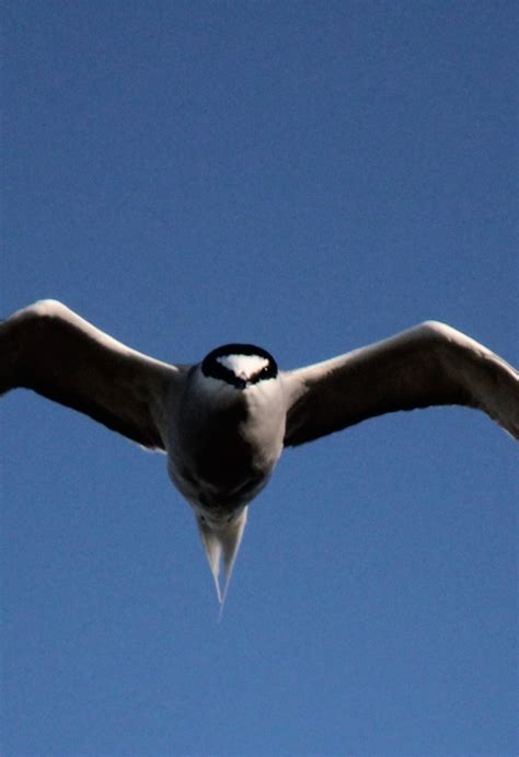 Partnering for Tern Conservation: Developing a Statewide Aleutian Tern Colony Census Protocol ...