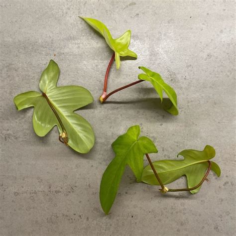 Philodendron Florida Ghost Propagation - Teak And Terracotta