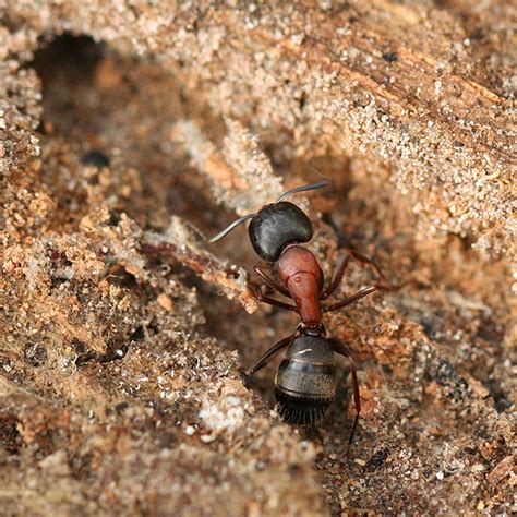 Red and Black Ant - Camponotus - BugGuide.Net