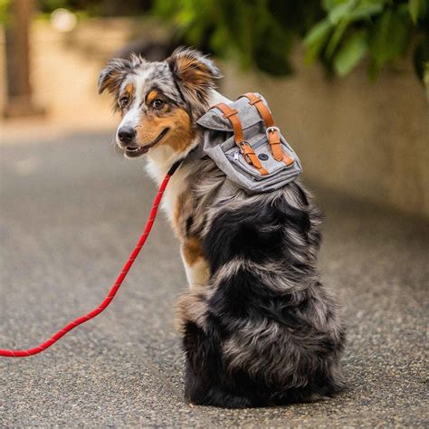 Travel Backpack For Dog – Compact and convenient – DogMega.Com