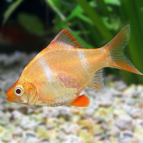 Albino Tiger Barb (3-4 CM) - Universal Aquatics | Tropical and Pond Fish, Aquariums, Ponds ...