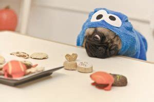 24 Pug Halloween Costumes That Are So Cute We Can’t Even