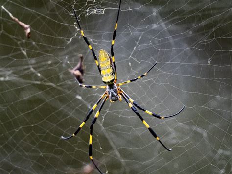 Joro Spider, A Giant Flying Arachnid, Could Invade Connecticut | Weston, CT Patch