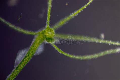 Hydra Under the Microscope for Education. Stock Photo - Image of medusa ...