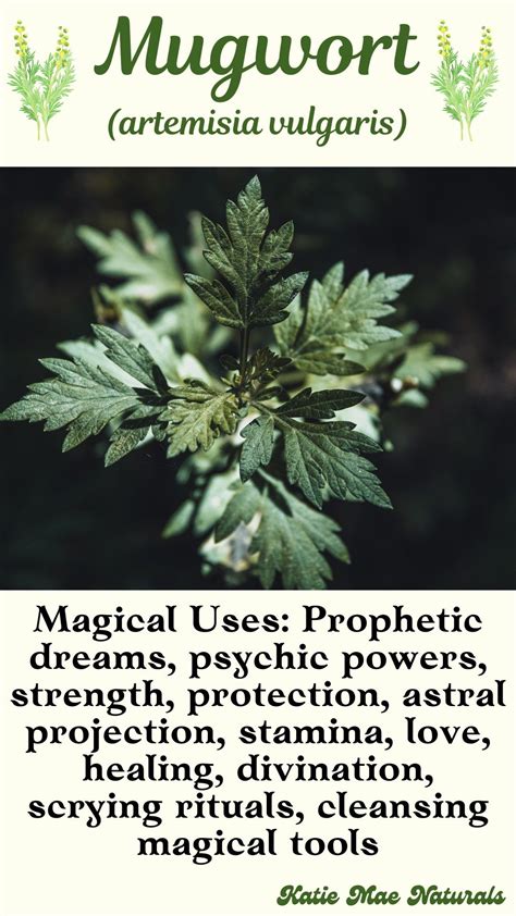 Magical and Medicinal Uses of Mugwort Plant