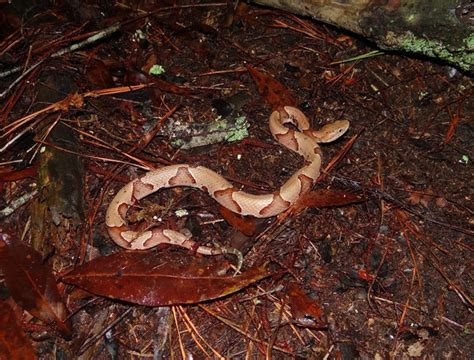 Eastern Copperhead | Brad Glorioso’s Personal Website Amphibians and Reptiles of Louisiana