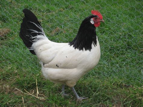 Lakenvelder For Sale | Chickens | Breed Information | Omlet