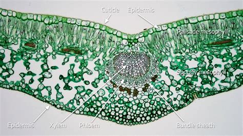 Spongy Mesophyll Cells