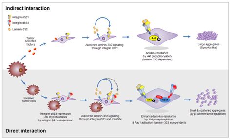 Two possible mechanisms by which myofibroblasts acquire anoikis... | Download Scientific Diagram